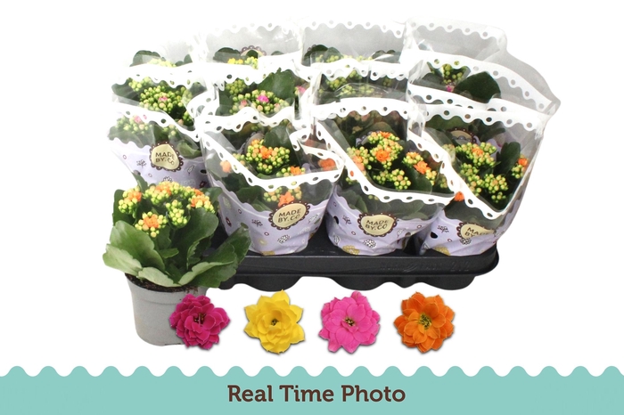 <h4>KAL GE GEM 4 KL</h4>