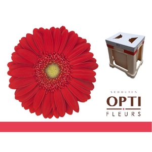 Gerbera Carambole Water