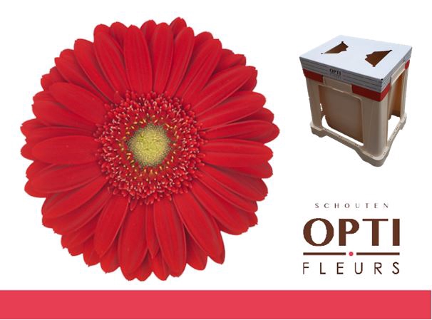 <h4>Gerbera Carambole Water</h4>