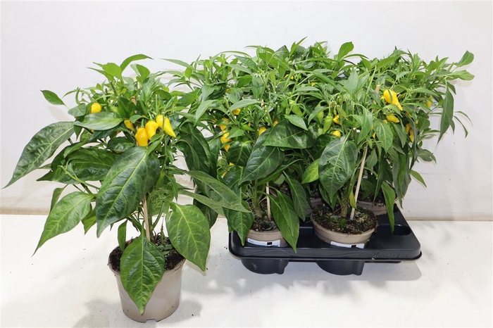 <h4>Peper Planten</h4>