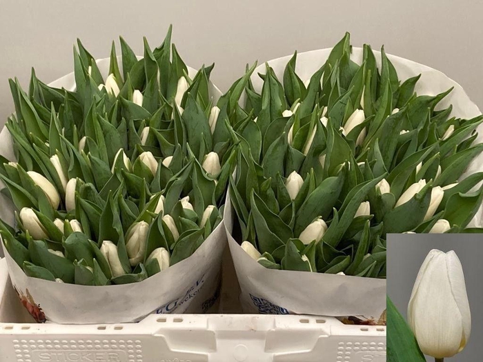 <h4>TU EN WHITE PRINCE</h4>