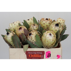 Protea Barbigera Ice Queen Air