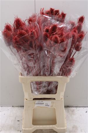 <h4>V-cardi Rood</h4>