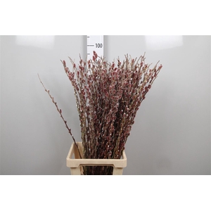 Salix G Pink Cushion