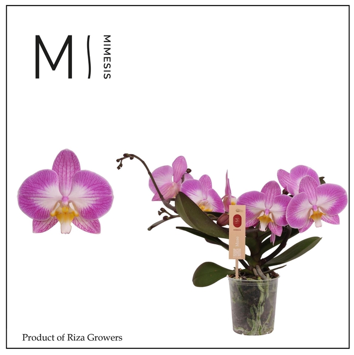 <h4>Phalaenopsis 'Muse White Special'</h4>