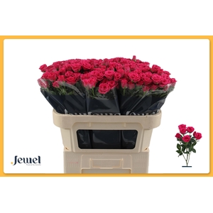 R TR PINK YO-YO Water