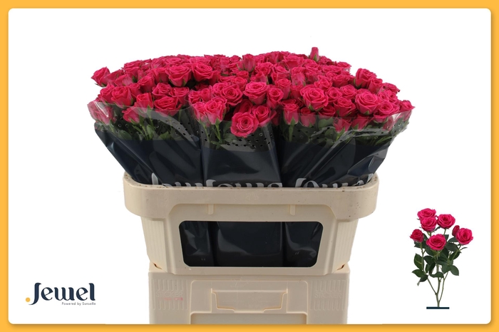 <h4>R TR PINK YO-YO Water</h4>