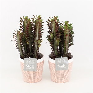 Euphorbia Trigona Rubra in Terracotta Pot