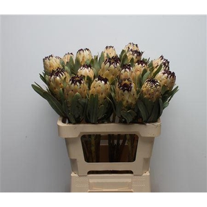 Protea Lady Pearl
