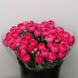 Ran Su Sr Bolero Cerise Super