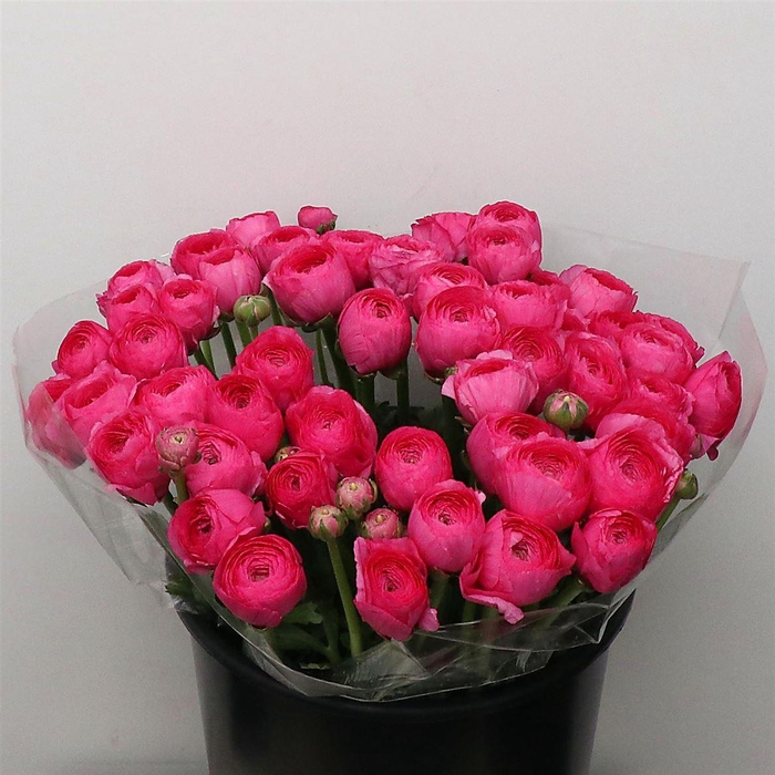 <h4>Ran Su Sr Bolero Cerise Super</h4>