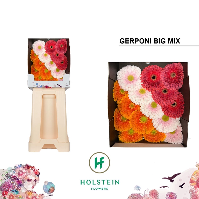 <h4>Gerbera diamond gerponi big mix in row</h4>