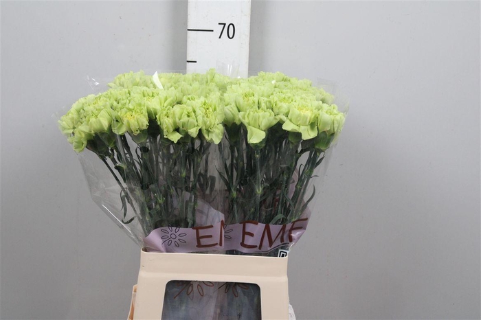 <h4>Di St New York</h4>