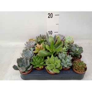 Succulents   ...