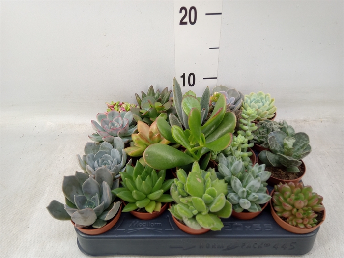 <h4>Succulents   ...</h4>