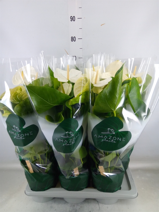 <h4>Anthurium andr. 'Samora'</h4>