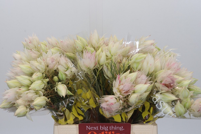 <h4>Blushing Bride 4/6 Flowers</h4>