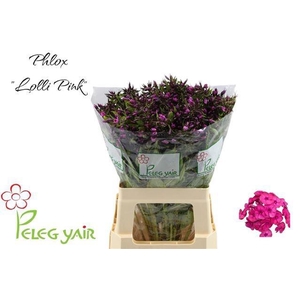 PHLOX P LOLLIPINK