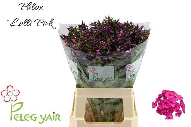 <h4>PHLOX P LOLLIPINK</h4>
