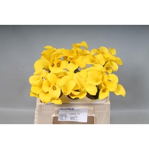 Zantedeschia gold cup