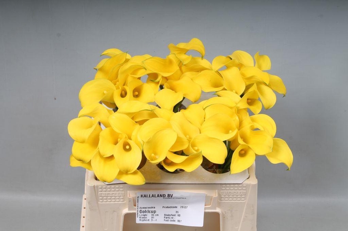 <h4>Zantedeschia gold cup</h4>