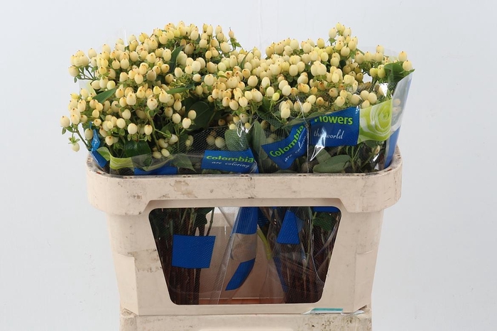 <h4>Hyp White Pac Spray</h4>