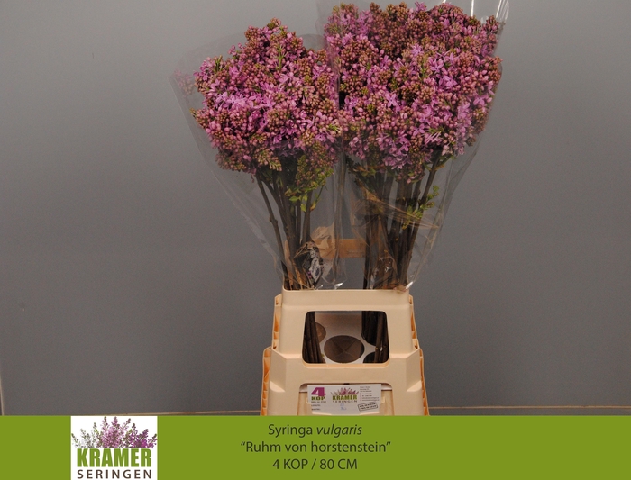 <h4>SYR V R V HORSTENST</h4>