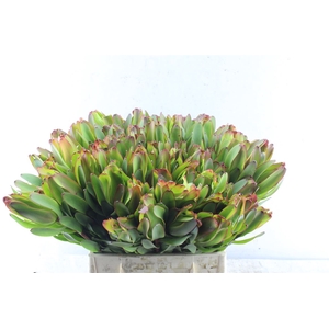 Leucad Laurel Yellow