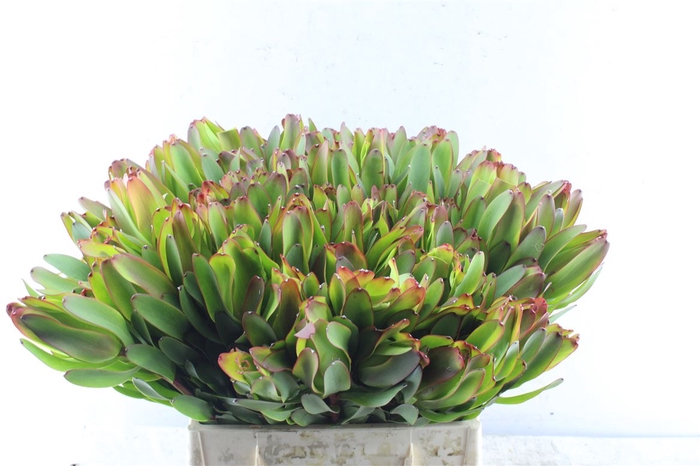 <h4>Leucad Laurel Yellow</h4>