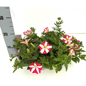 PERKPL GEM IN POT