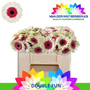 Ge Mi Double Fun