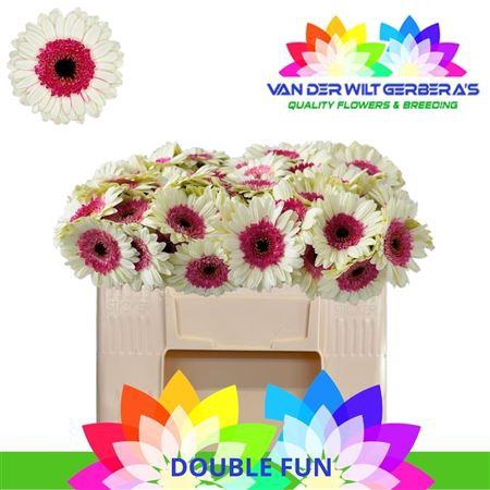 <h4>Ge Mi Double Fun</h4>