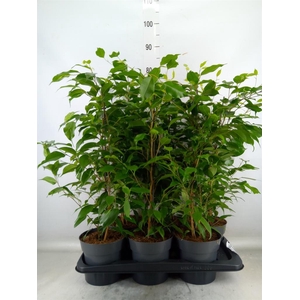 Ficus benja. 'Danita'