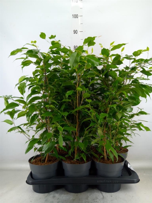 <h4>Ficus benja. 'Danita'</h4>