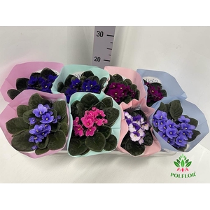 Saintpaulia Voila La Fleur mix 12Ø 20cm