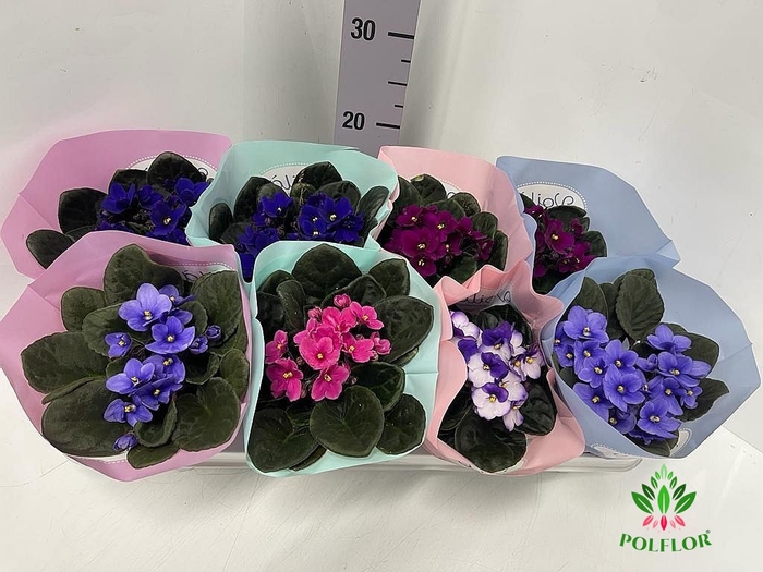 Saintpaulia Voila La Fleur mix 12Ø 20cm
