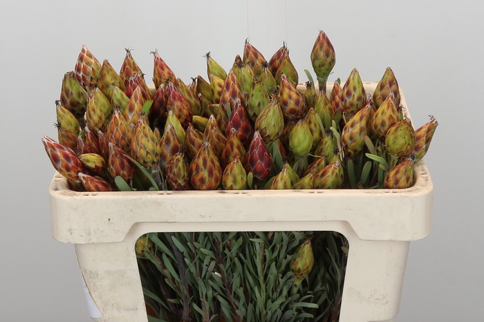 <h4>Kaaps Groen Plumosum Rubrum</h4>