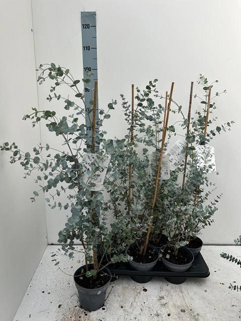 <h4>EUCAL GU BLUE ICE</h4>