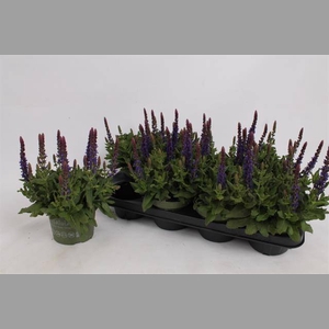 SALVIA NE SE DP BLUE