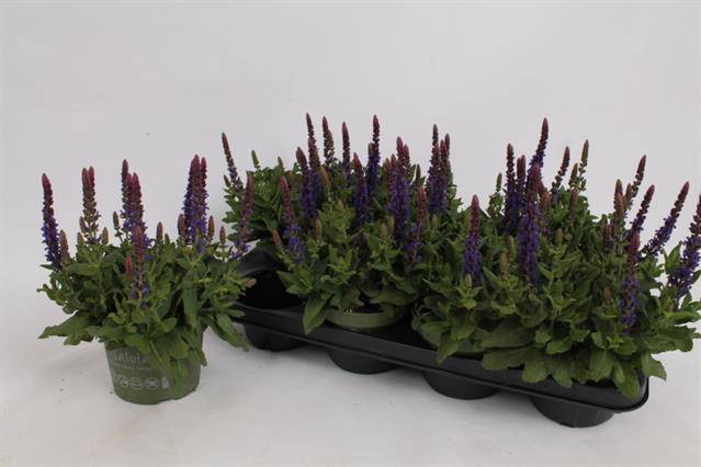<h4>SALVIA NE SE DP BLUE</h4>