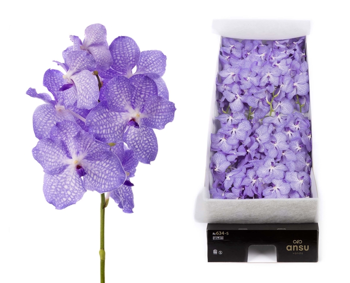 <h4>Vanda Angelite X16</h4>