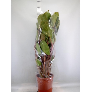 Homalomena rubescens 'Maggy'