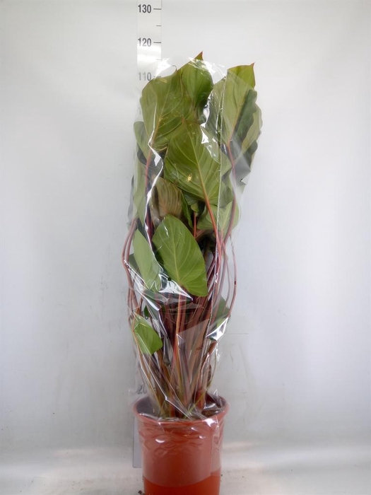 <h4>Homalomena rubescens 'Maggy'</h4>