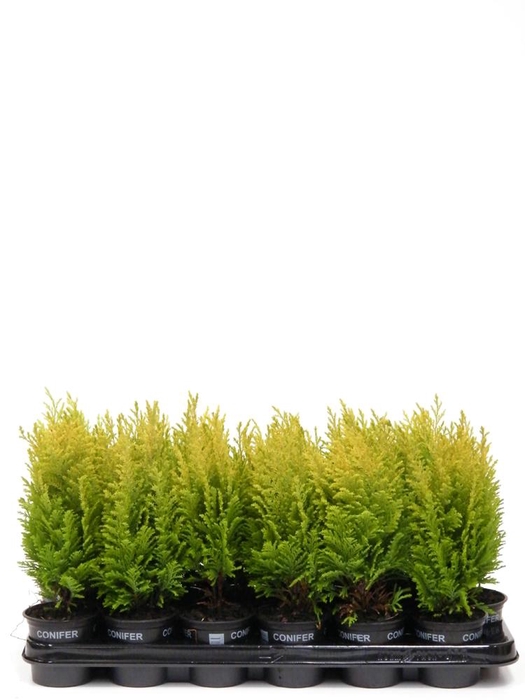 <h4>Chamaecyparis lawsoniana 'Empire' p9</h4>