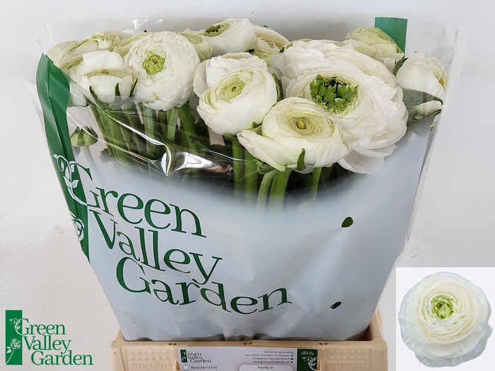 <h4>RAN EL WHITE</h4>