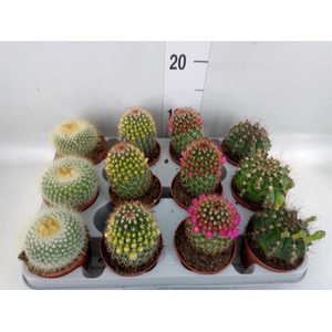 Cactus   ...flowering mix