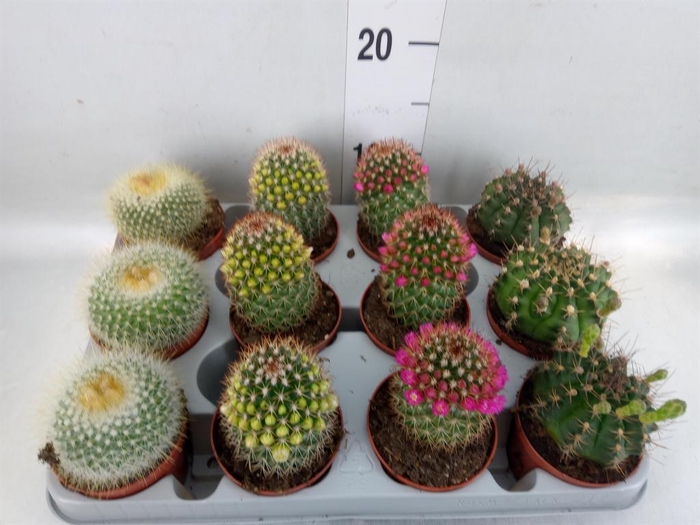 <h4>Cactus   ...flowering mix</h4>