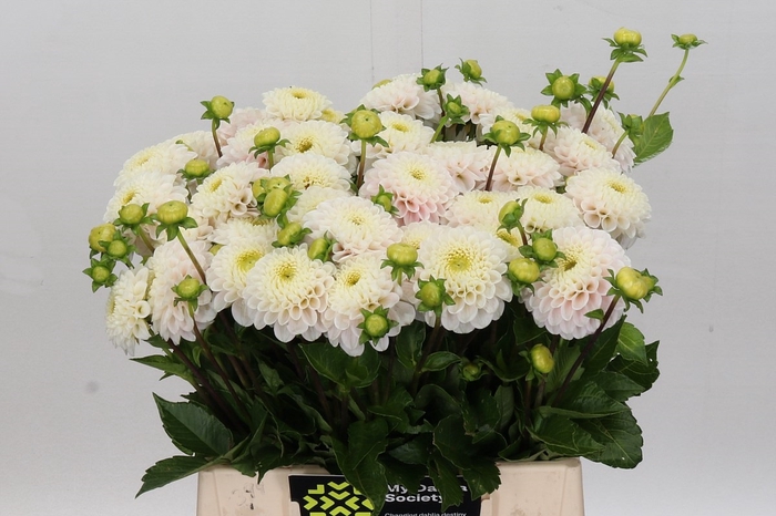 <h4>Dahlia Light Wizard</h4>