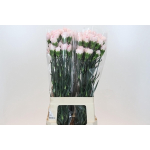 Dianthus St Damascus