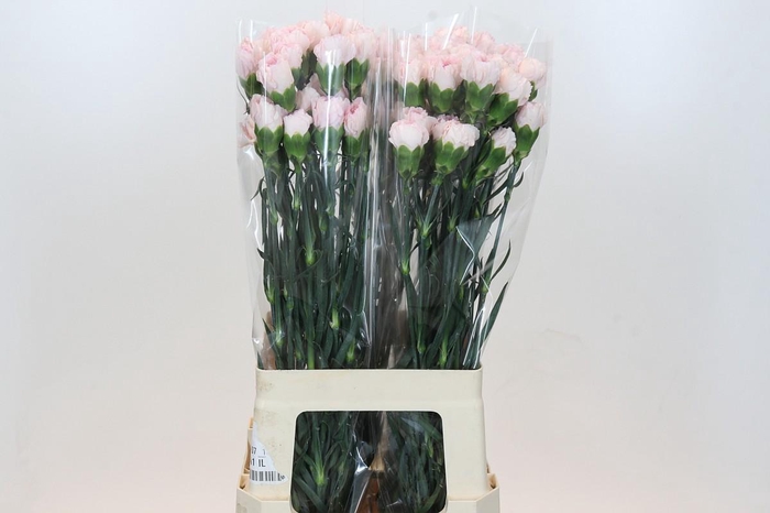 <h4>Dianthus St Damascus</h4>